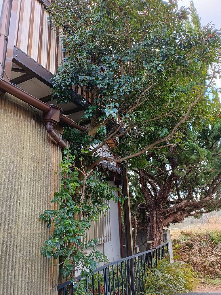 生垣刈り込み 施工前