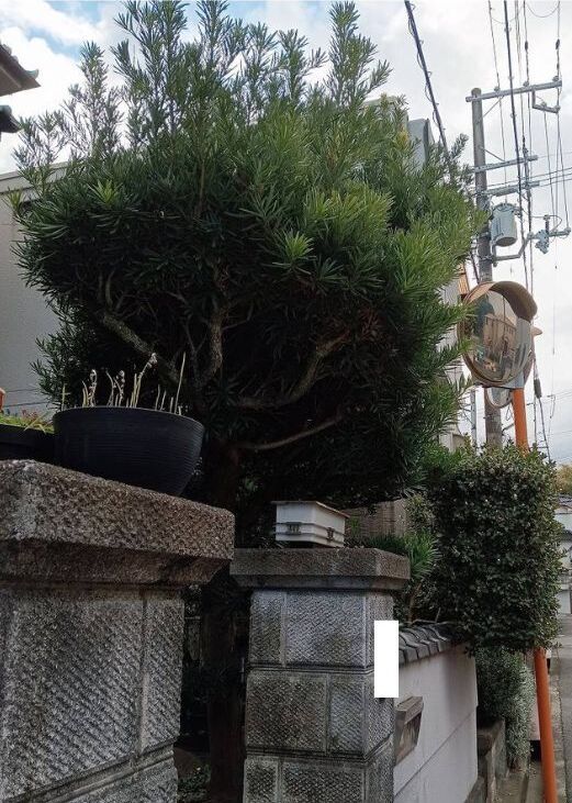 植木剪定 施工前